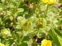 Potentilla Megalantha (fam. Rosacees) (Japon, Kamchatka, Iles Kouriles) (5) (Photo F. Mrugala)